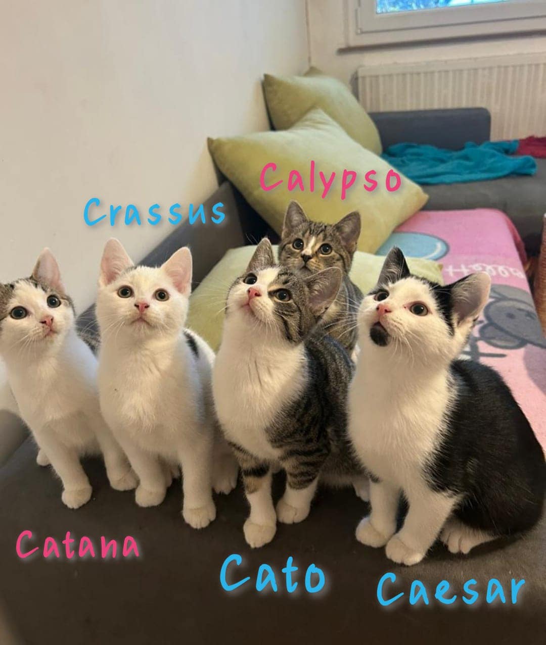 Cato, Caesar, Catana, Crassus und Calypso
